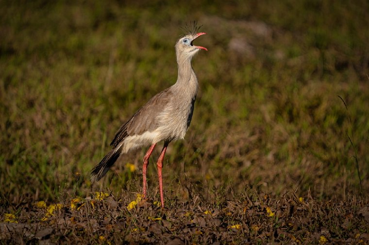 092 Noord Pantanal, kuifseriema.jpg